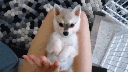 Dog Puppy GIF - Dog Puppy Clap GIFs