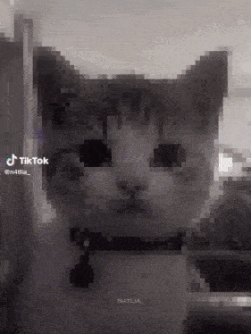 a black and white photo of a cat with a tiktok watermark on the bottom