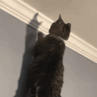 a cat is standing on its hind legs looking up at the ceiling