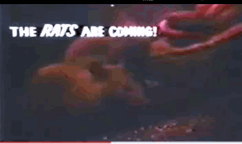 a video that says the rats are coming with a picture of a rat