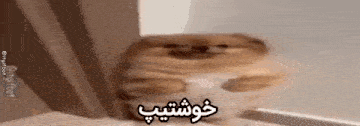 a dog is sitting on a table with a foreign language written on it