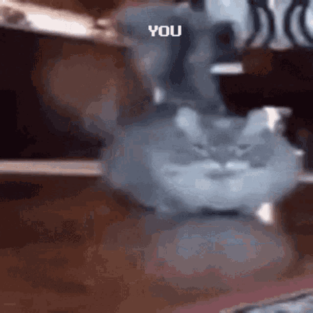 a cat is sitting on a table and looking at the camera with the words `` you '' written on it .