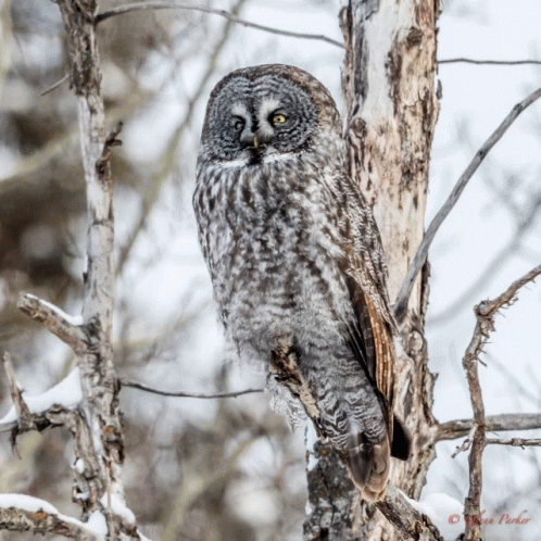 Owl New GIF - Owl New Eule GIFs