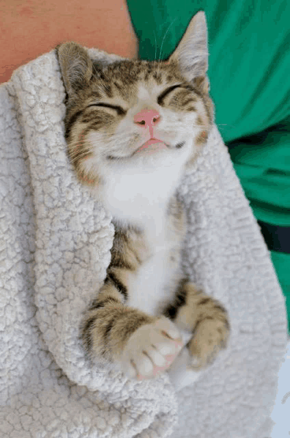 a cat is wrapped in a blanket and smiling