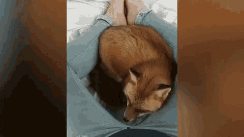 Fox Cute GIF - Fox Cute Animals GIFs