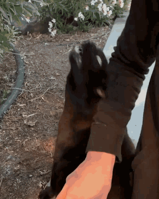 a person petting a black dog 's paw with a hose in the background