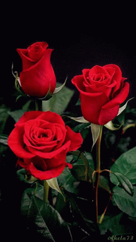 Roses Flower GIF - Roses Flower Red Roses GIFs