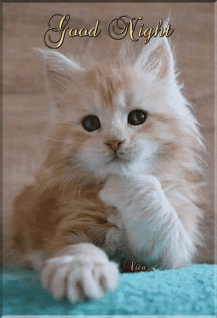 a picture of a fluffy kitten with the words good night written above it