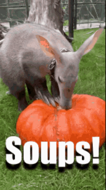 Aardvark Soups GIF