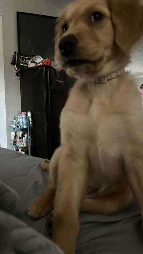 a puppy sitting on a bed looking at the camera with a black refrigerator in the background