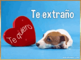 a puppy is laying next to a heart that says te quiero