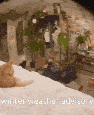 a cat is laying on a bed with the words winter weather advisory written below it