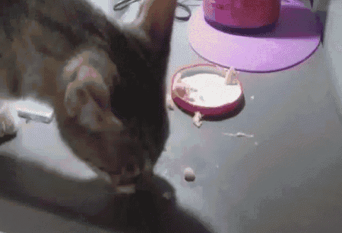 a cat is eating a piece of cake from a bowl on a table .