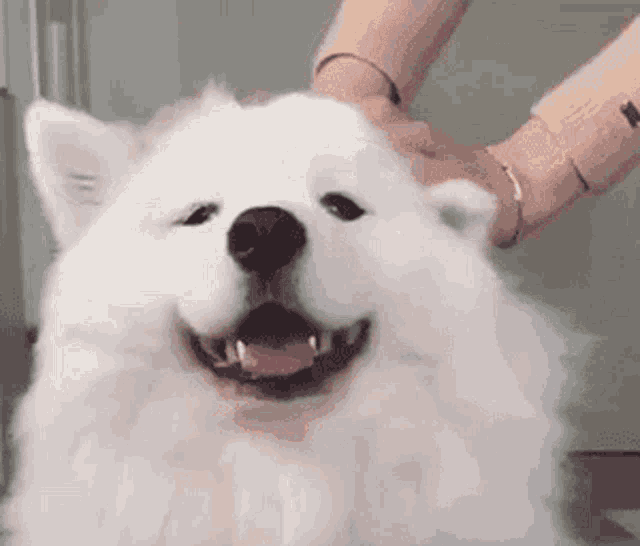 a person is petting a white dog 's head and it is smiling .