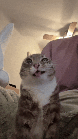 a cat is sticking its tongue out and looking up