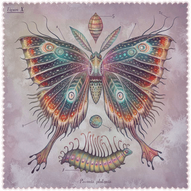 an illustration of a butterfly with the words pavonia plutonia written below it