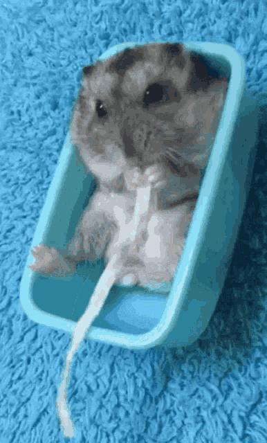 a small hamster is sitting in a blue container eating a piece of paper .