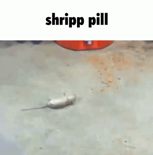Shripp Shrippdipp GIF - Shripp Shrippdipp Kirbizia GIFs
