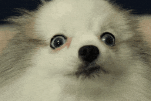 a close up of a small white dog with a surprised look on his face