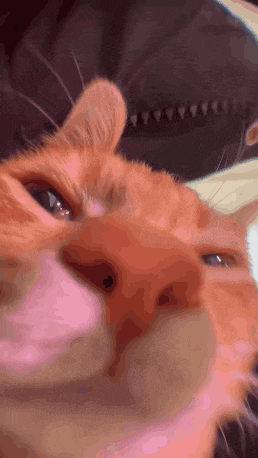a close up of a cat 's face with a blurred background