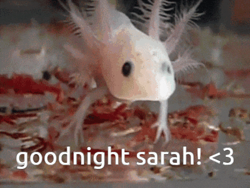 an axolotl says goodnight sarah < 3 in front of a red background