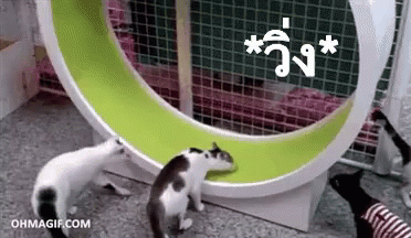แมว วิ่ง แข่ง GIF - Cats Run Hurry GIFs