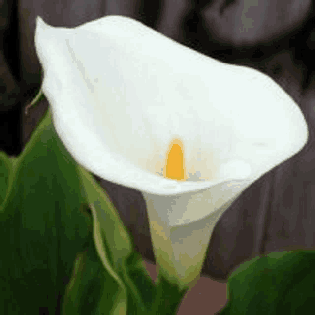 a close up of a white flower with a yellow center surrounded by green leaves