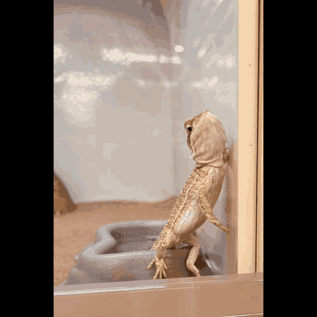 a lizard is standing on its hind legs in front of a container that says ' mexico city ' on it