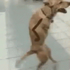 Dog Walk GIF - Dog Walk GIFs