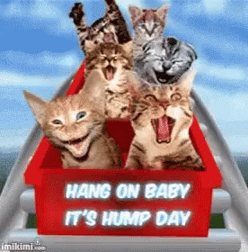 Cats Hang On Baby Its Hump Day GIF - Cats Hang On Baby Its Hump Day GIFs