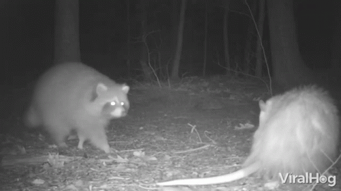 Opossum Vs Curious Raccoon Viralhog GIF - Opossum Vs Curious Raccoon Viralhog Animal Fight GIFs