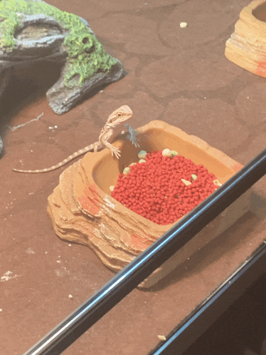 a lizard is sitting in a bowl of red beans