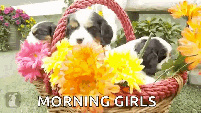 Morning Puppies GIF - Morning Puppies Flowers GIFs