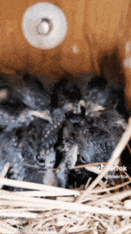 a bunch of birds are sleeping in a nest