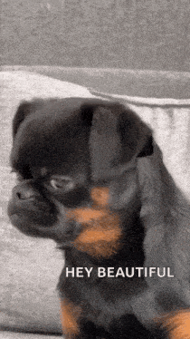 a black and brown dog is sitting on a couch with the words `` hey beautiful '' written on it .