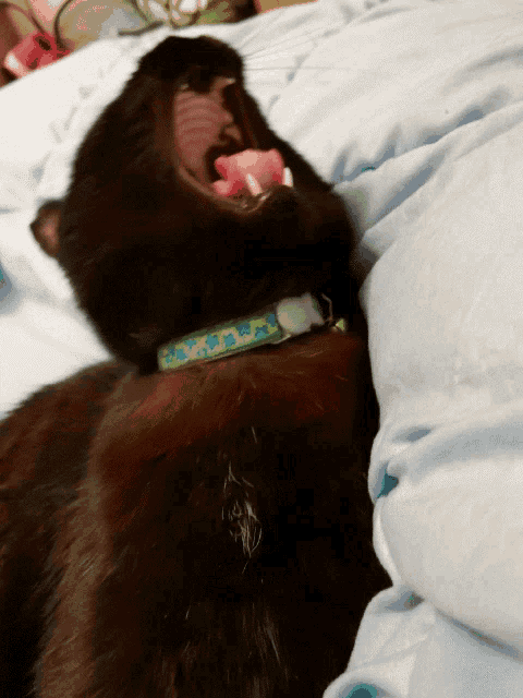 a black cat wearing a blue and green collar yawning