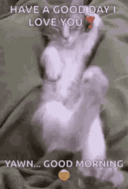 a cat is laying on a blanket with a heart on its paw .