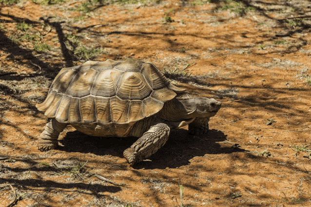 a large tortoise is walking across the dirt