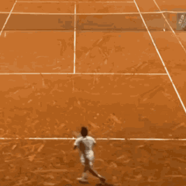 Cat Tennis Court GIF - Cat Tennis Court Federico Gaio GIFs