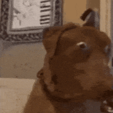 a close up of a dog 's face with a picture of a piano in the background .