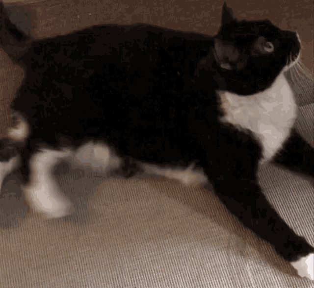 a black and white cat laying on the floor