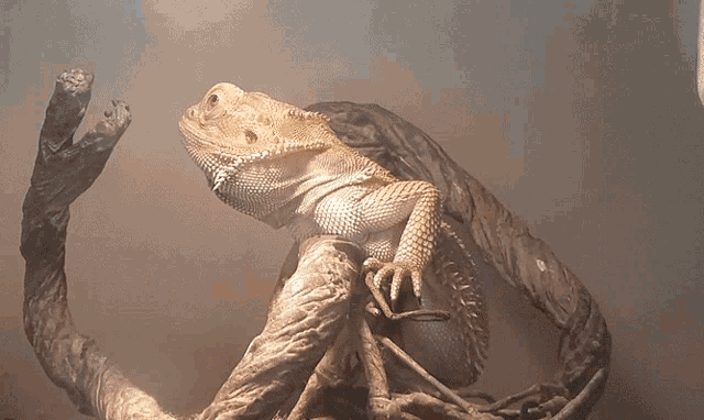 a lizard is sitting on a branch with a light shining on it