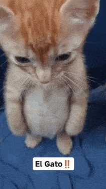 a kitten standing on its hind legs with the words el gato written on the bottom