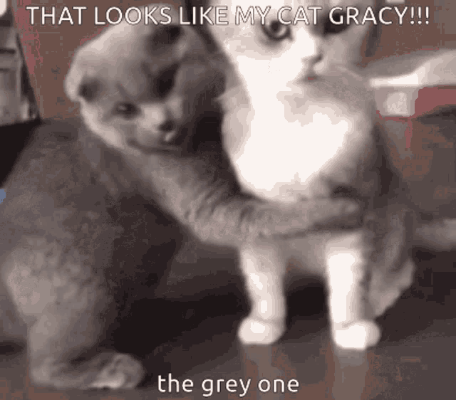 That Looks Like My Cat The Grey One Show Some Love For Gracy GIF - That Looks Like My Cat The Grey One Show Some Love For Gracy Cats GIFs