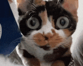 a close up of a calico cat 's face with big blue eyes