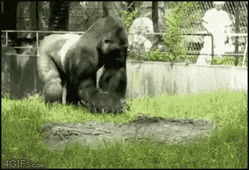 Gorilla Poo GIF - Gorilla Poo Harambe GIFs
