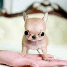 a small chihuahua puppy is standing on top of a pink hand .