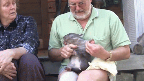 Tickles GIF - Wombat Wombats Tickle GIFs
