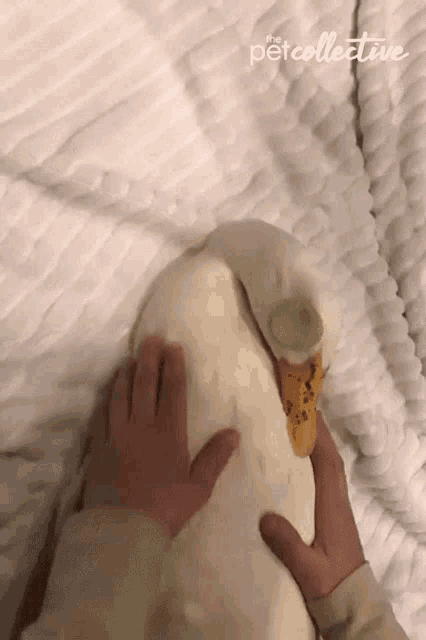 Massaging Duck GIF - Massaging Duck Relaxing GIFs