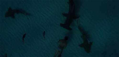 Under The Sea Face To Face With Shark GIF - Under The Sea Face To Face With Shark Great Hammerhead Shark GIFs